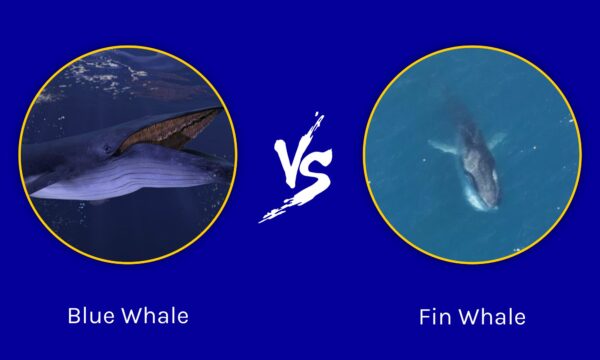 Blue Whale vs Fin Whale: What Are The Differences? - A-Z Animals