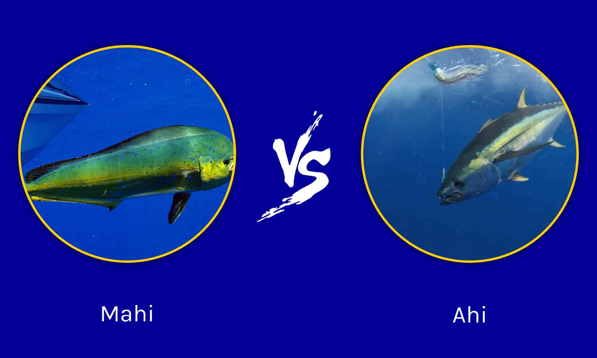 Mahi vs Ahi The Key Differences AZ Animals