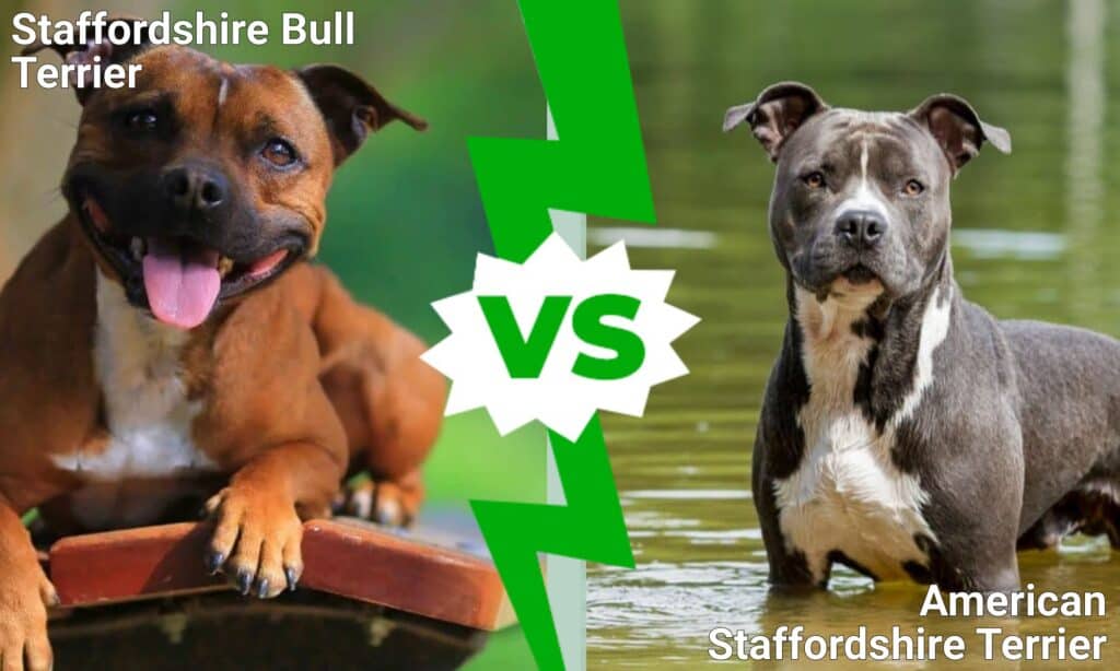 English Staffy Vs American Staffy