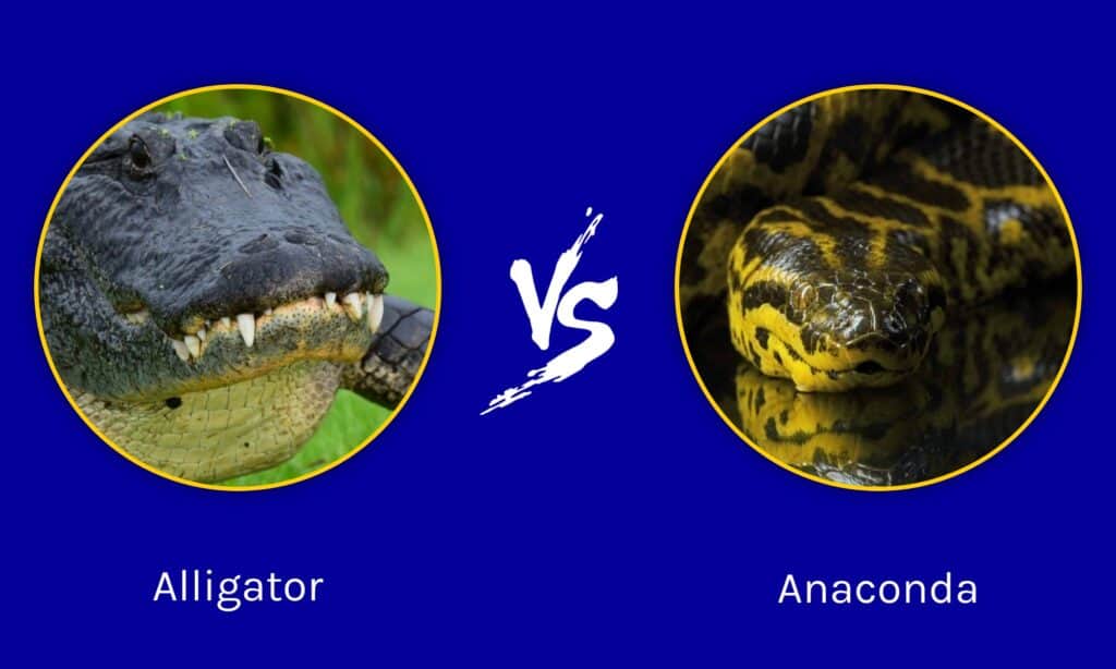 crocodile vs anaconda fight