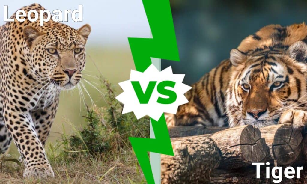 Tiger Vs Leopard Size