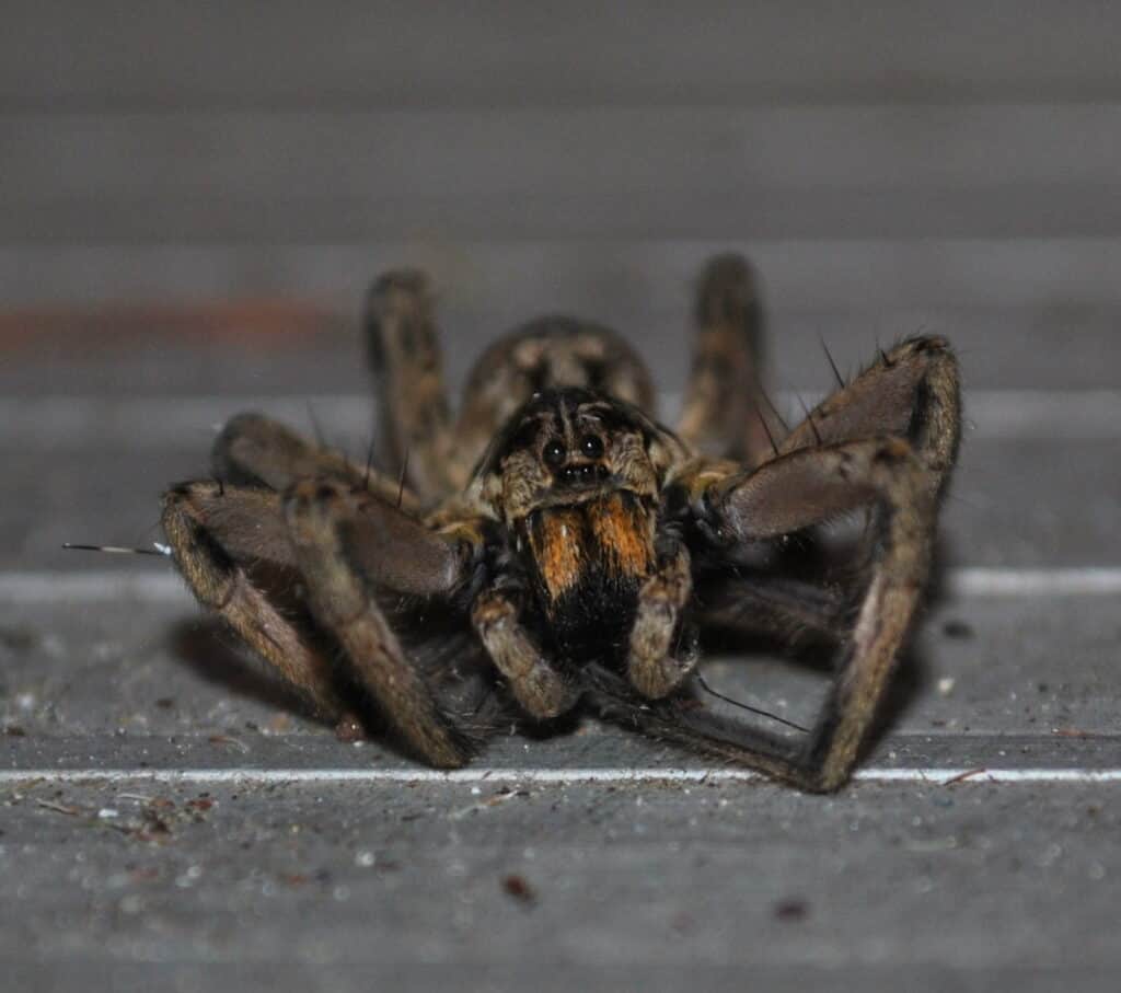 Wolf Spider (Hogna baltimoriana)