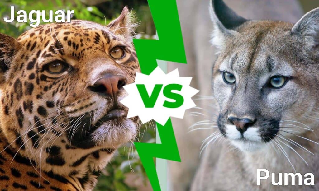 vs Jaguar: Mountain and Jungle Cat - AZ Animals