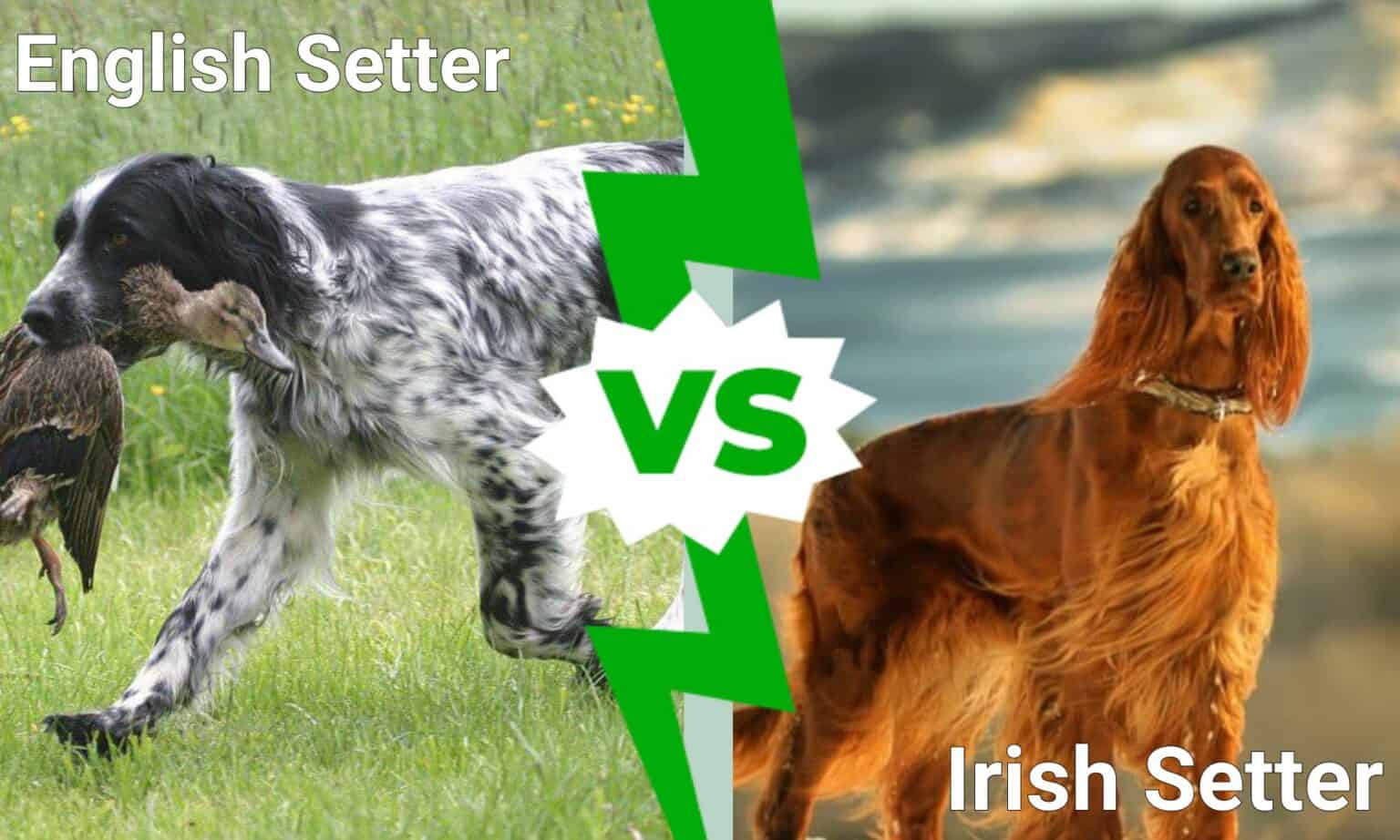 english-setter-vs-irish-setter-is-there-a-difference-a-z-animals