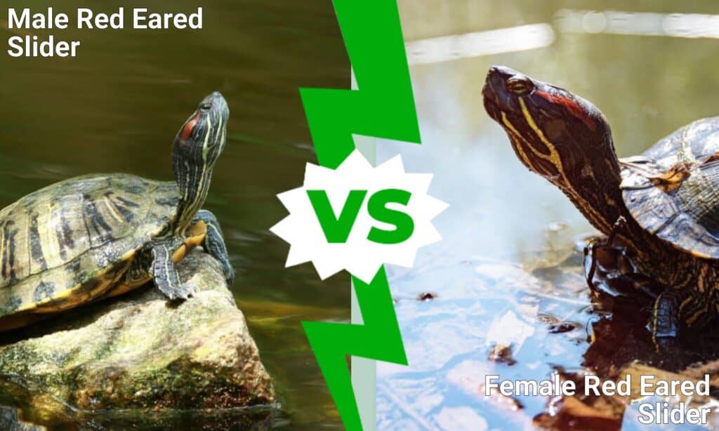 Male Vs Female Red Eared Sliders How To Tell The Difference A Z Animals   69e8eba79881972253a4177dd90894b3de37d9ce 1024x614 