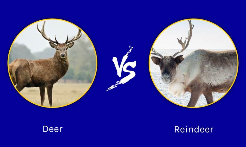 elk vs deer 0