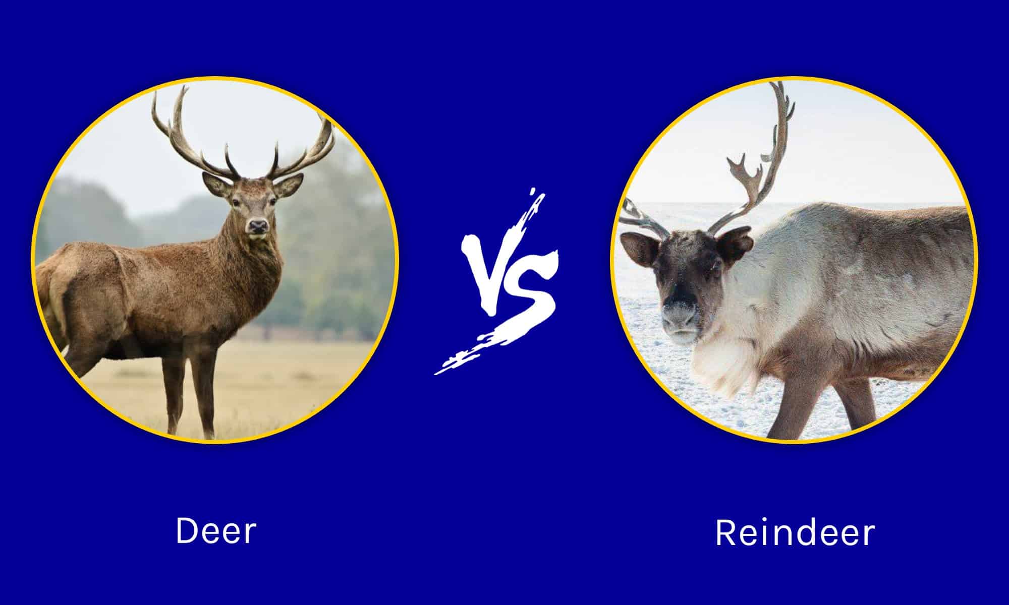 Reindeer vs. Whitetail Deer: The 7 Main Differences - A-Z Animals