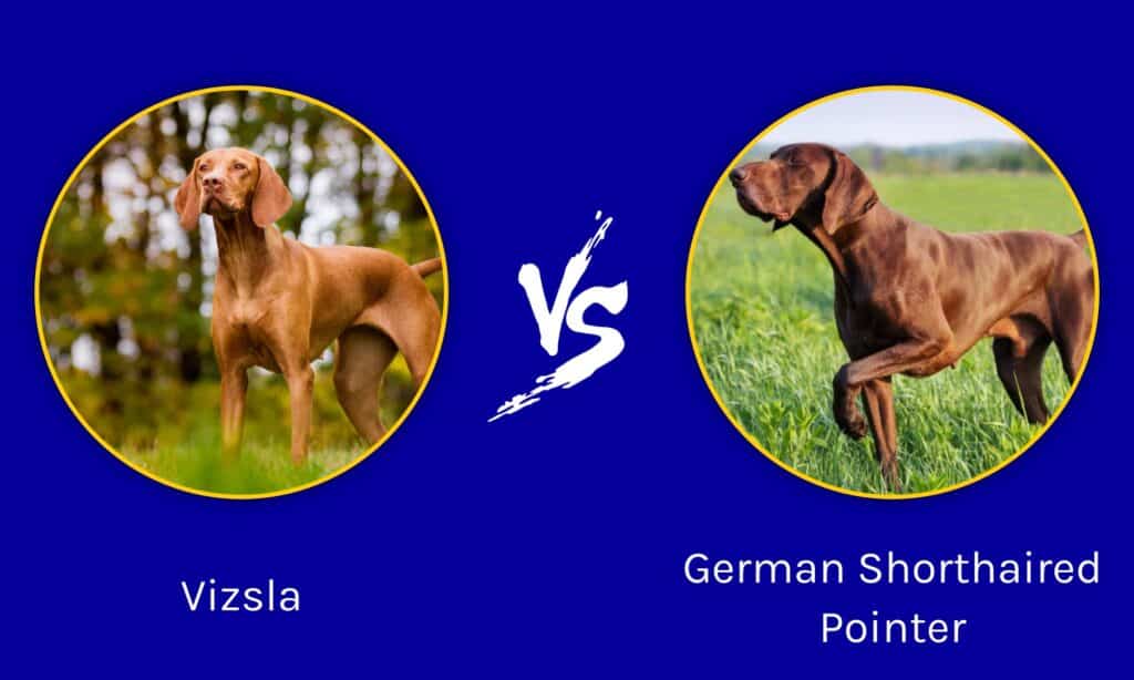 Vizsla vs German Shorthaired Pointer
