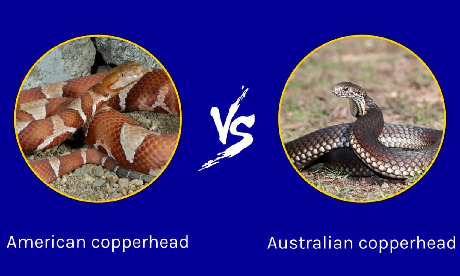 Australian Copperhead vs American Copperhead: Which is Deadlier? - A-Z ...