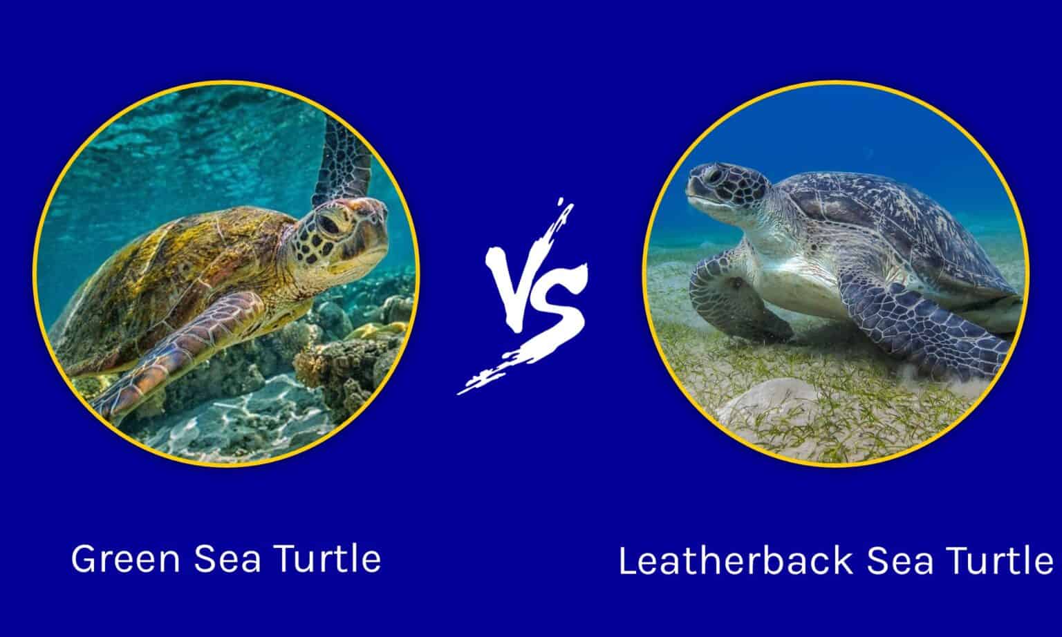 Green Sea Turtle vs Leatherback: The Key Differences - A-Z Animals