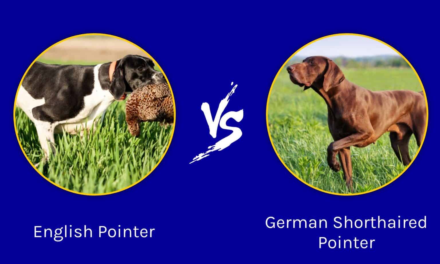 English Pointer vs German Shorthaired Pointer What’s the Difference?