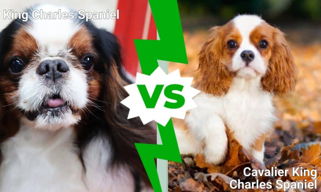 King Charles Spaniel vs Cavalier King Charles Spaniel