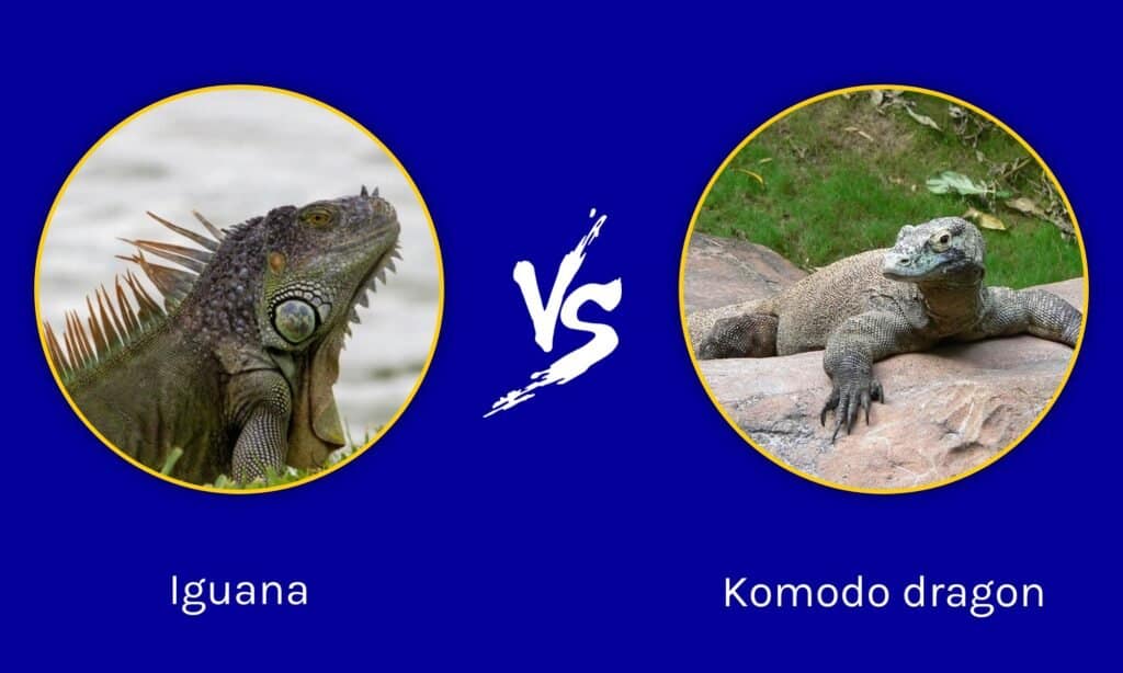 water monitor lizard vs komodo dragon