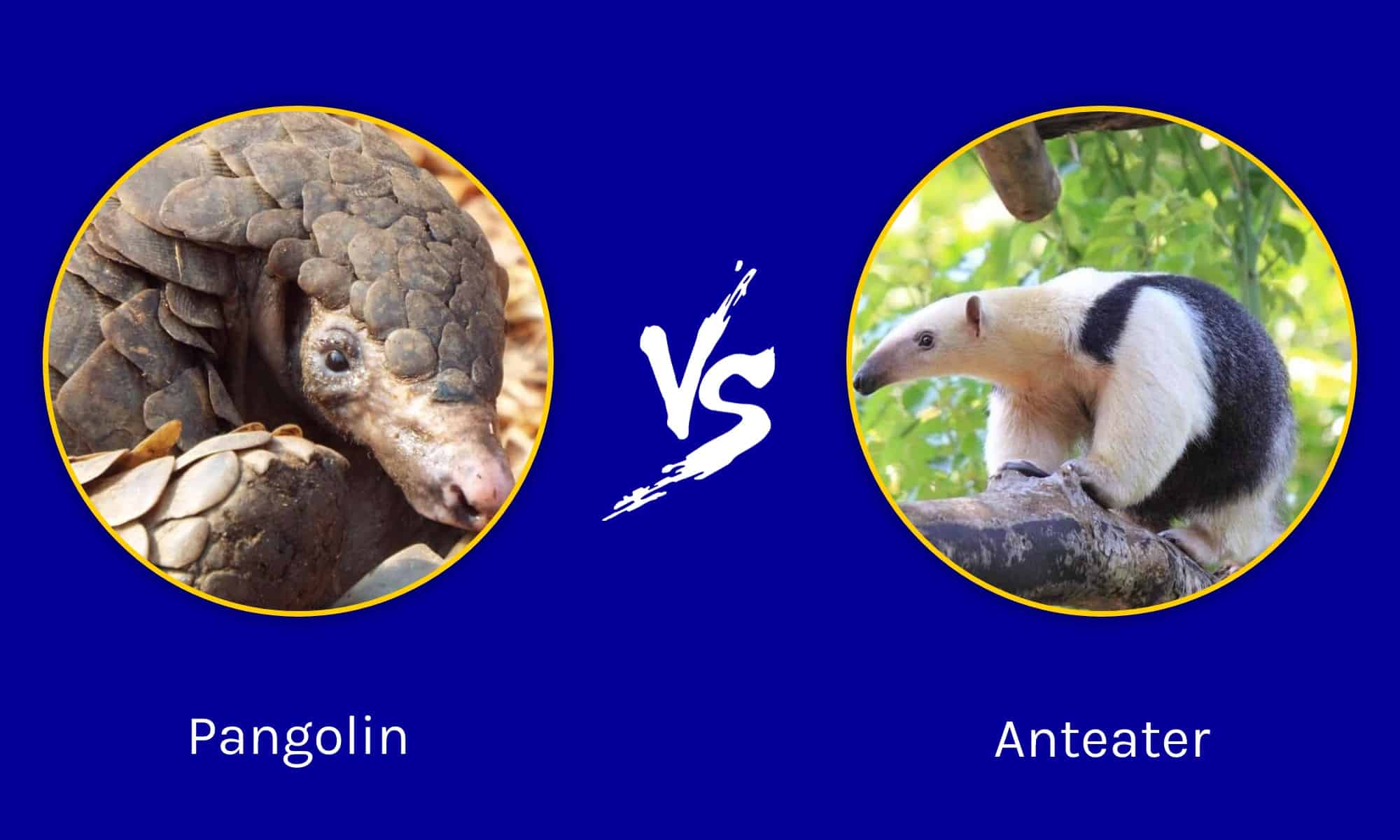 Pangolin vs Anteater: What Are The Differences? - A-Z Animals