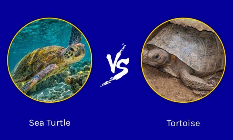 Sea Turtle vs Tortoise: What Are The Differences? - A-Z Animals