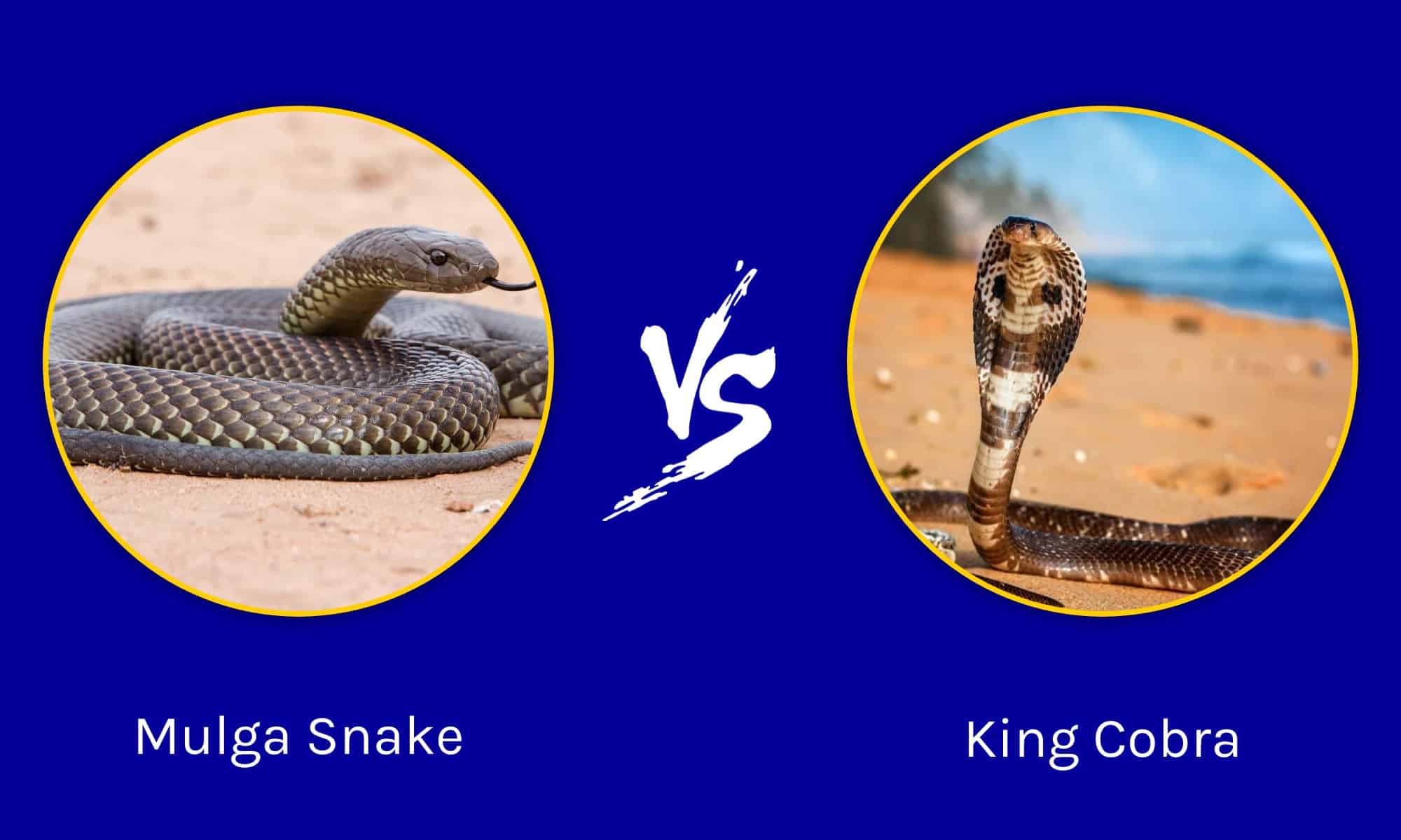 Mulga Snake vs King Cobra: What Are The Differences? - A-Z Animals