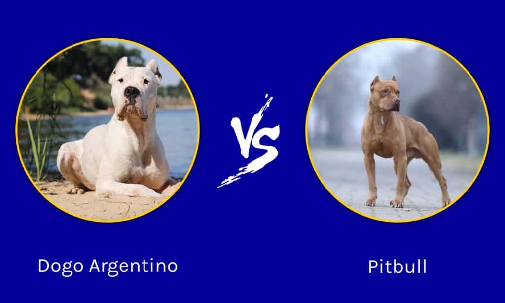 Dogo Argentino vs Pitbull