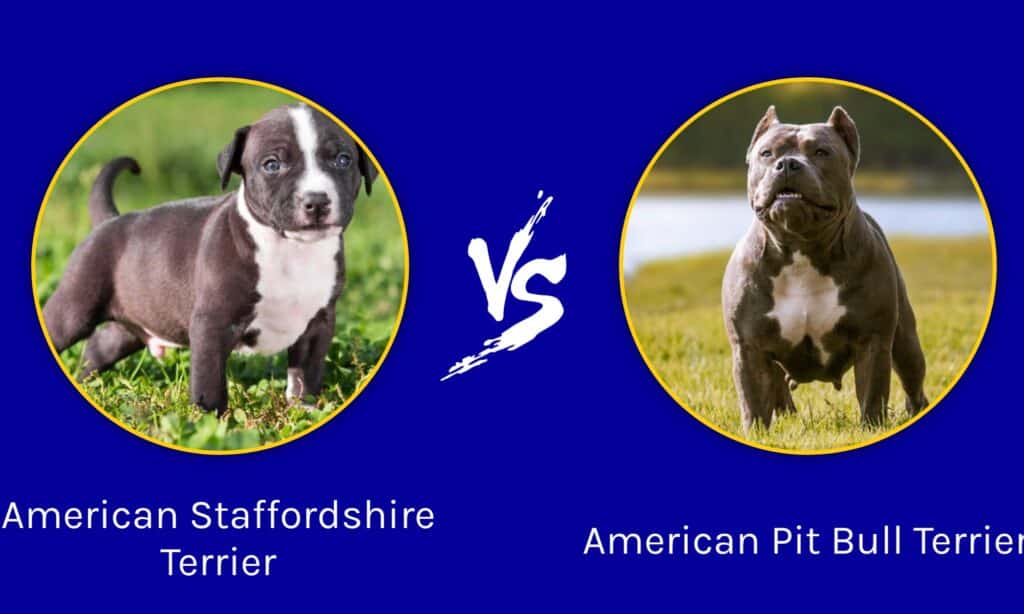 american pitbull terrier vs american bully