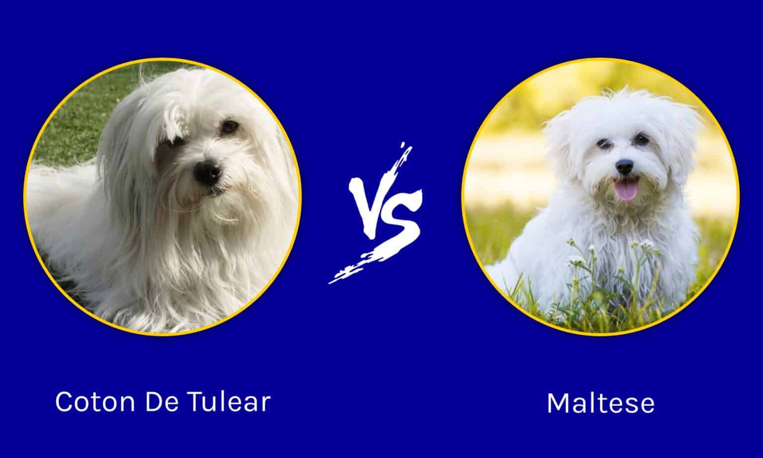 Coton De Tulear vs Maltese What’s the Difference? AZ Animals