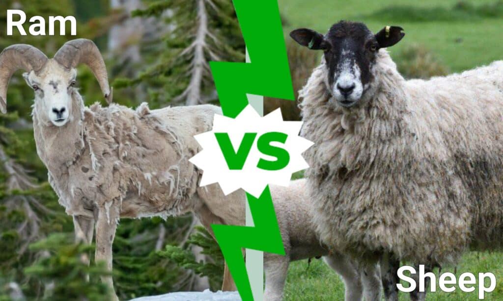 VS Sheep: What's The Difference? - AZ