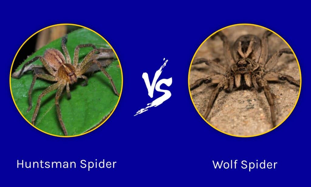 hobo spider vs wolf spider