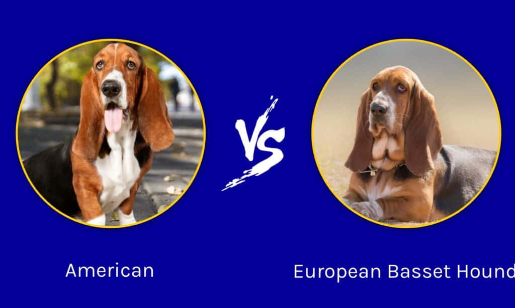American vs European Basset Hound
