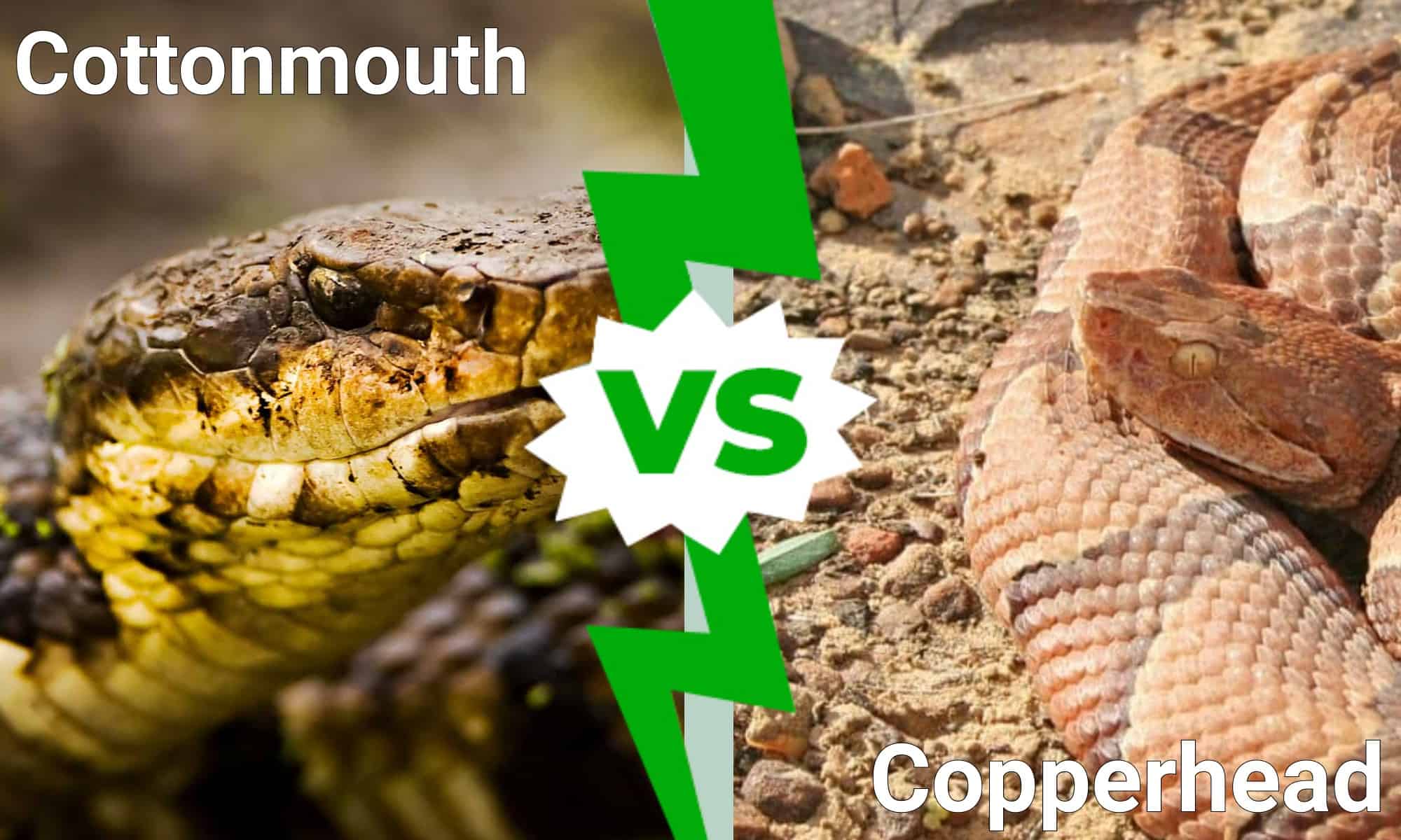 Cottonmouth vs Copperhead What’s the Difference? IMP WORLD