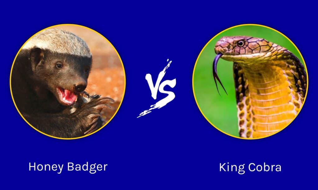 honey badger vs king cobra