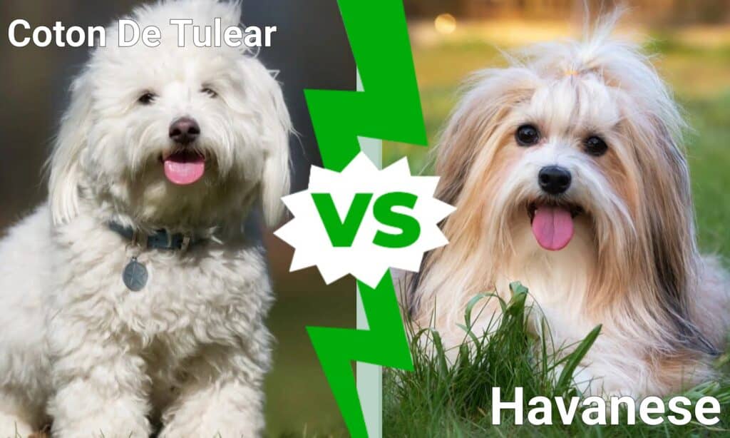 Ynkelig Opgive Synes Coton De Tulear vs Havanese: What's the Difference? - AZ Animals