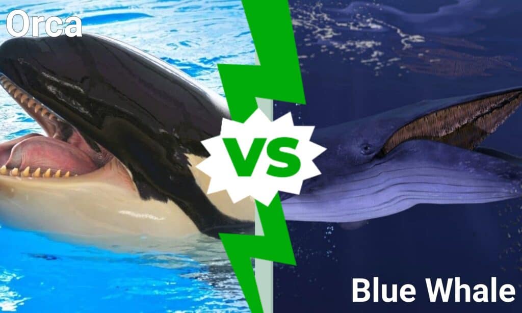 Orca vs Blue Whale