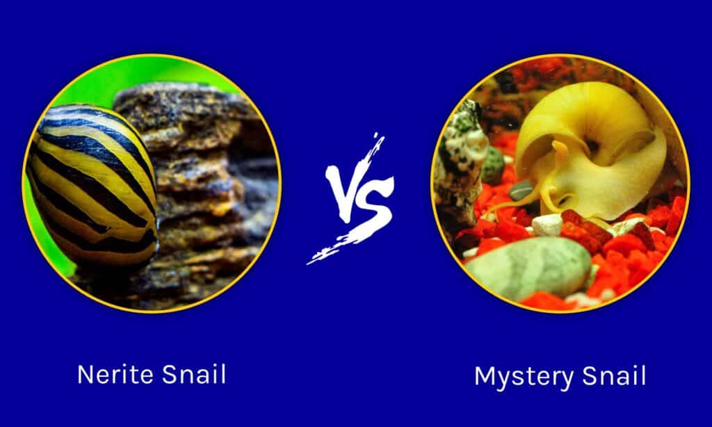 Nerite vs Mystery Snail: What’s the Difference?