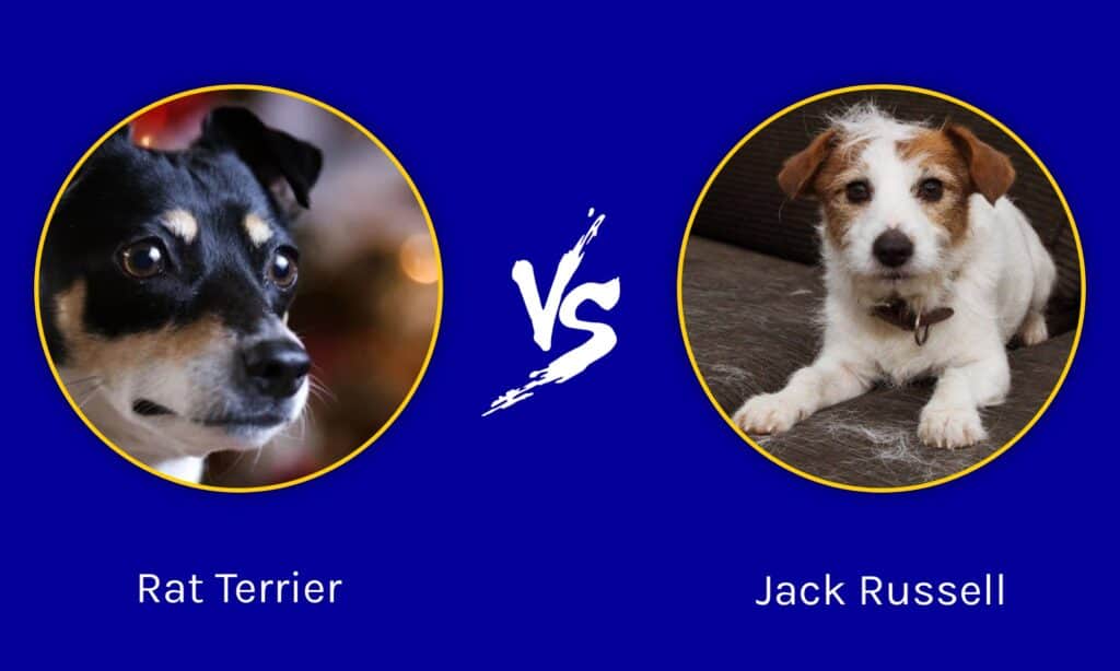 Rat Terrier vs Jack Russell: Are They Different? - A-Z Animals