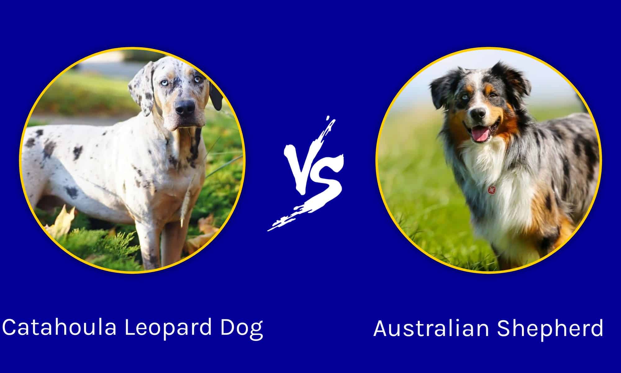 Catahoula Leopard Dog vs Australian Shepherd: What are the Differences ...