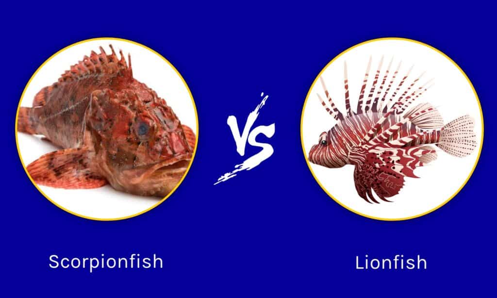 scorpion fish vs lion fish