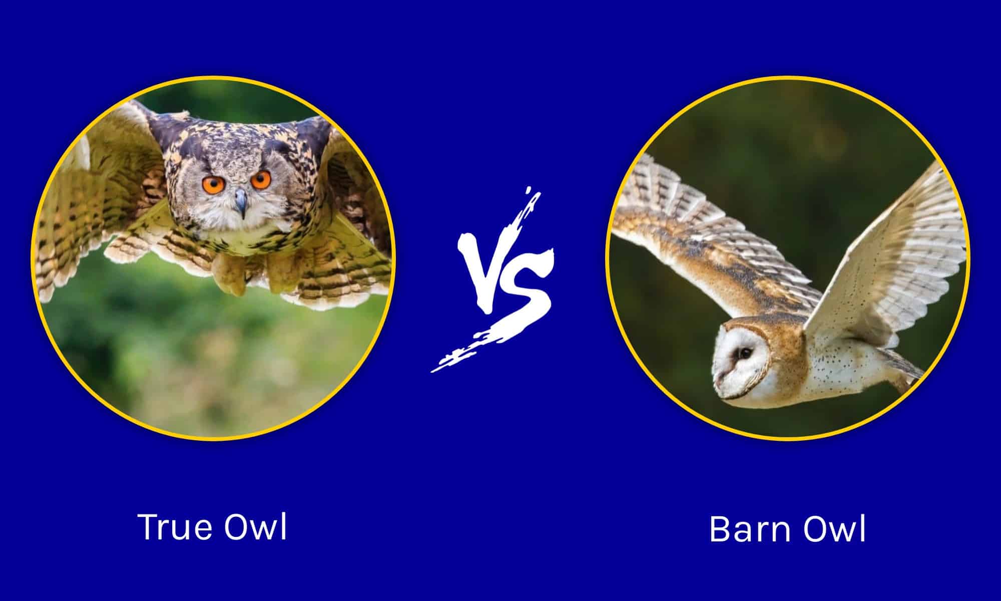 True Owls Vs Barn Owls What Are The Differences Blog │ Owl Fanatics