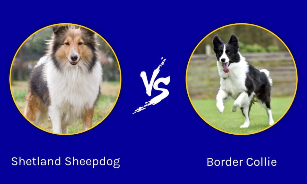 Golden Retriever vs Border Collie Breed Comparison