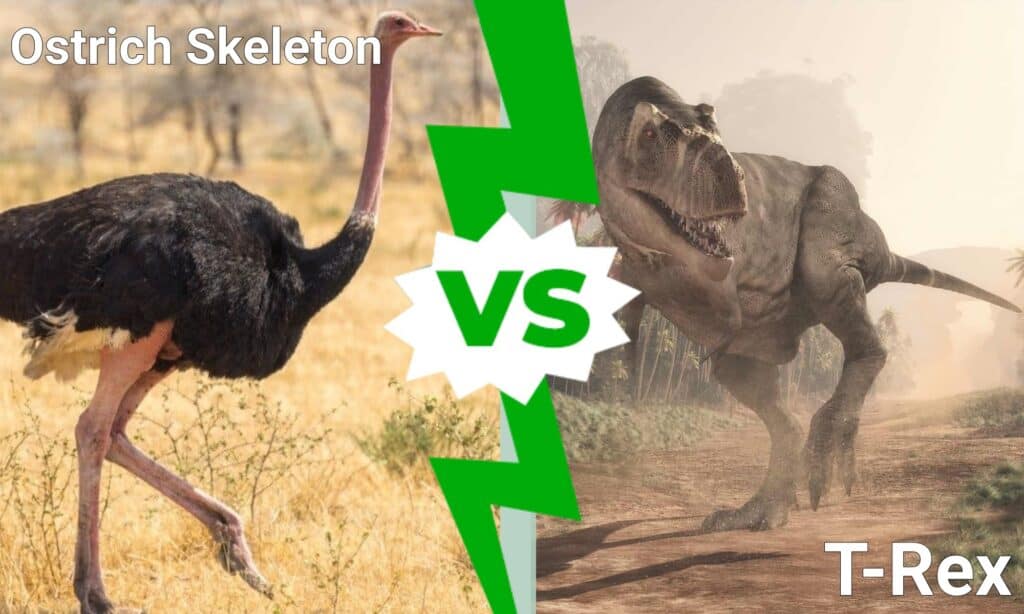 Ostrich Skeleton vs T-Rex