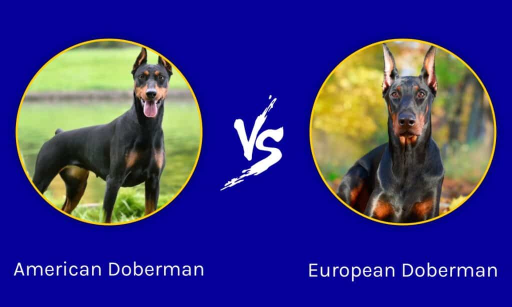 American Doberman vs European Doberman