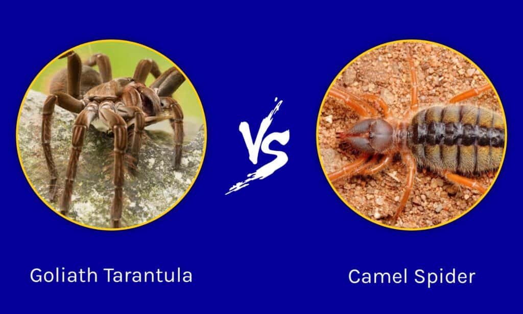 goliath bird eating spider size comparison