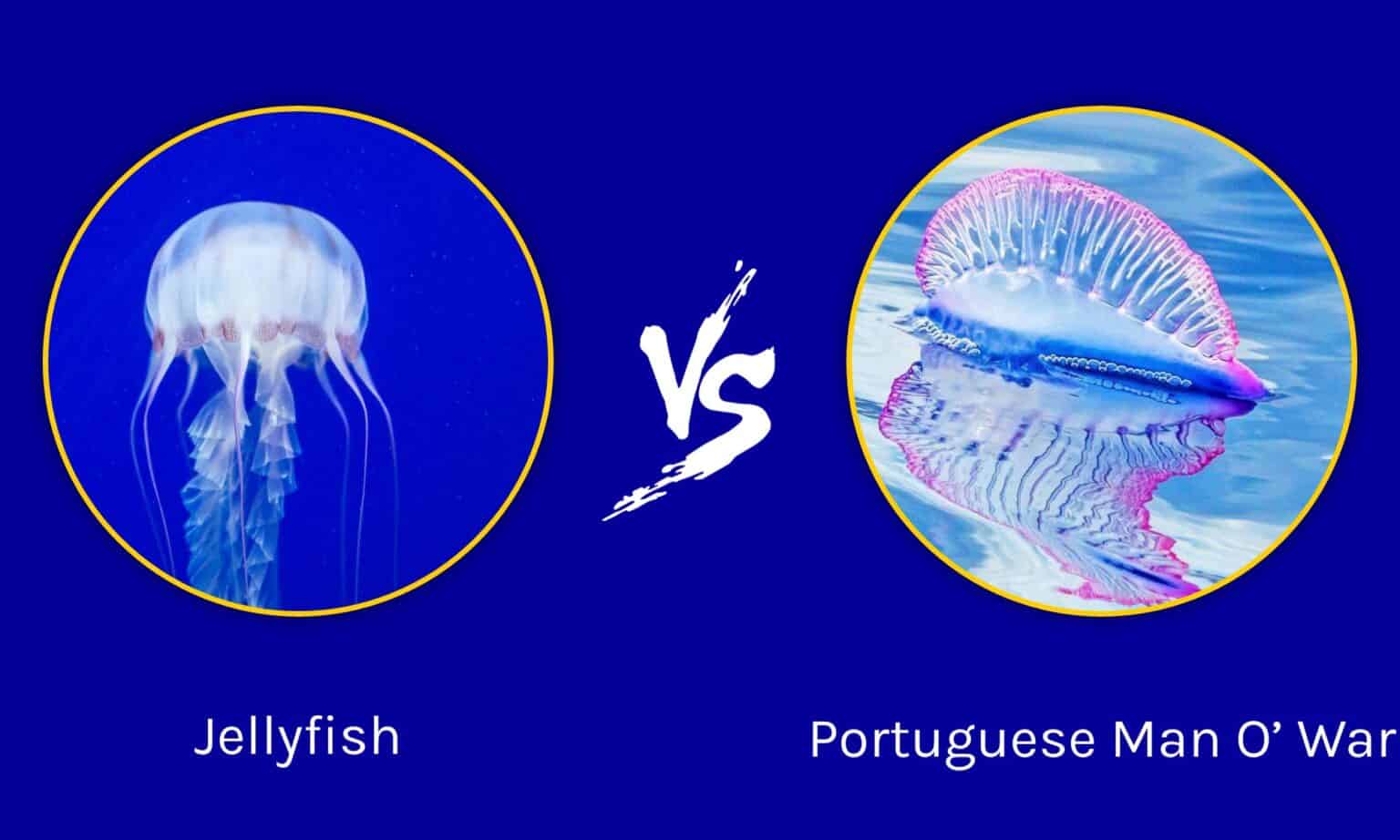 jellyfish-vs-man-o-war-what-are-8-key-differences-az-animals