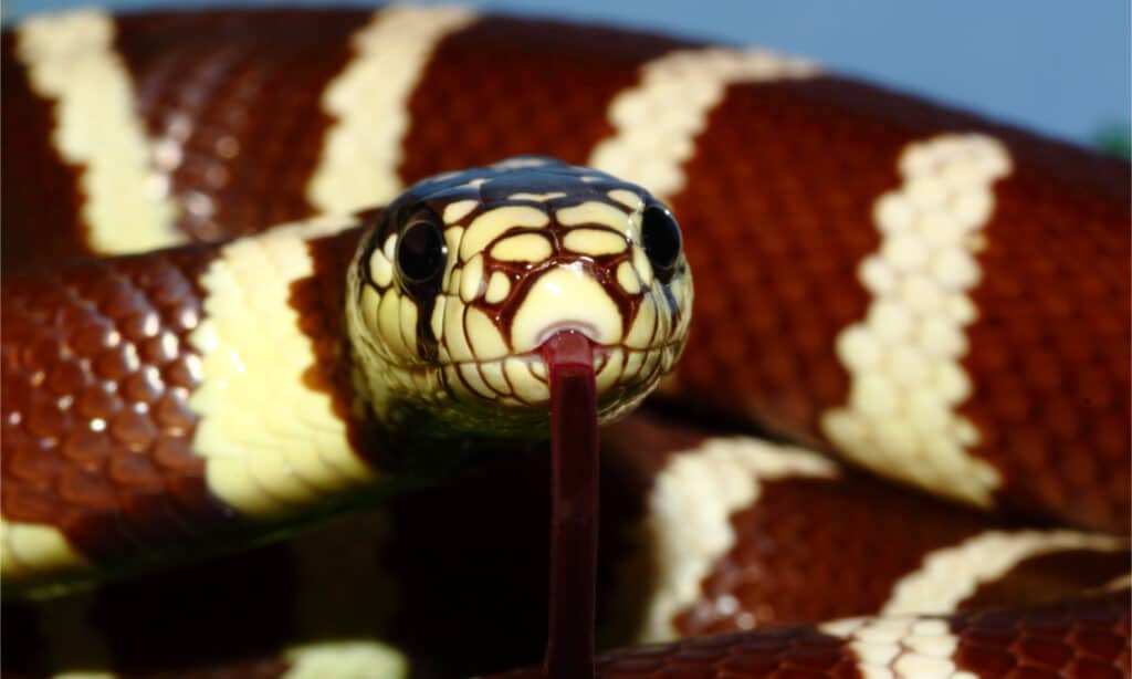 A California kingsnake in a defensive position is ready to attack
