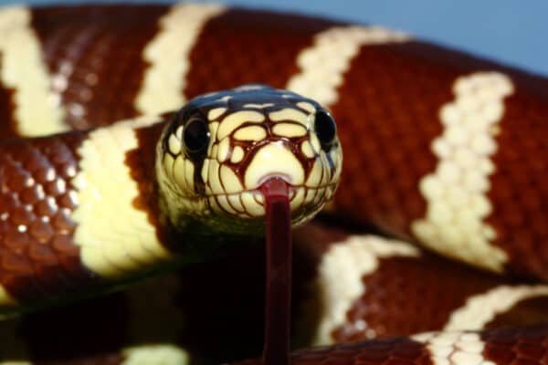 California kingsnakes are non-venomous and constrict their prey to death. 