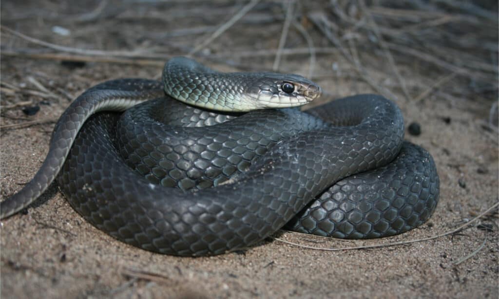 A coiled blue racer
