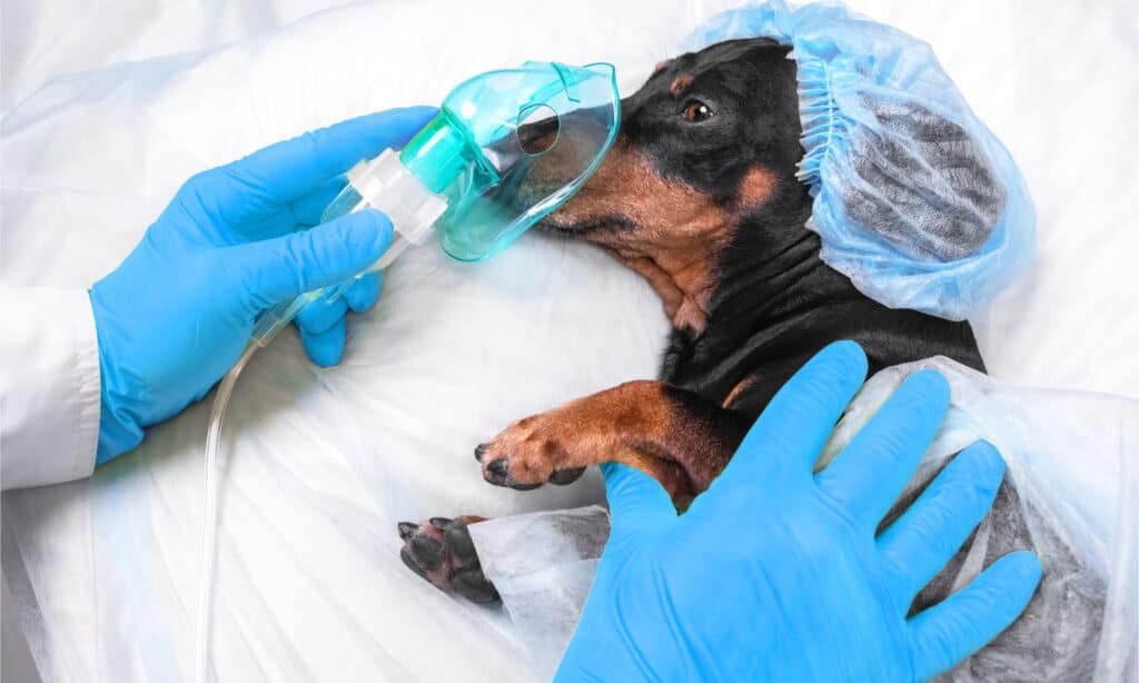 A dachshund being prepped for surgery