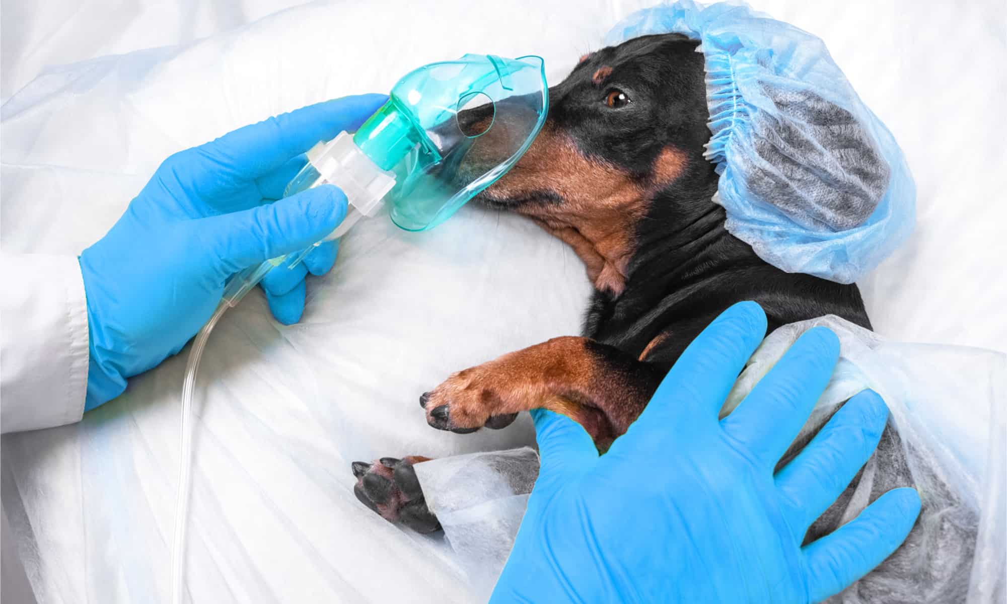 собака после операции фото