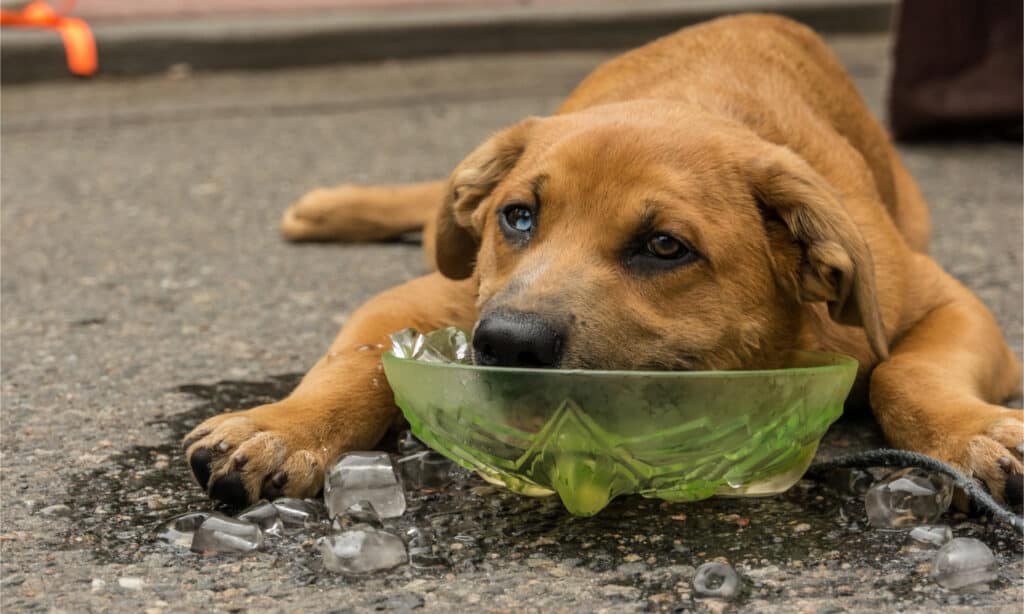 A dog cools its head in a bowl of ice