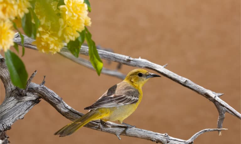 A female Hooded Oriole perched on a branch with yellow Lady Banks roses to the left.