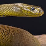 Inland taipan