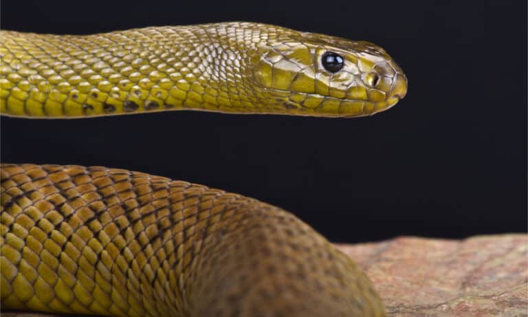 A head shot of an inland taipan against a black background