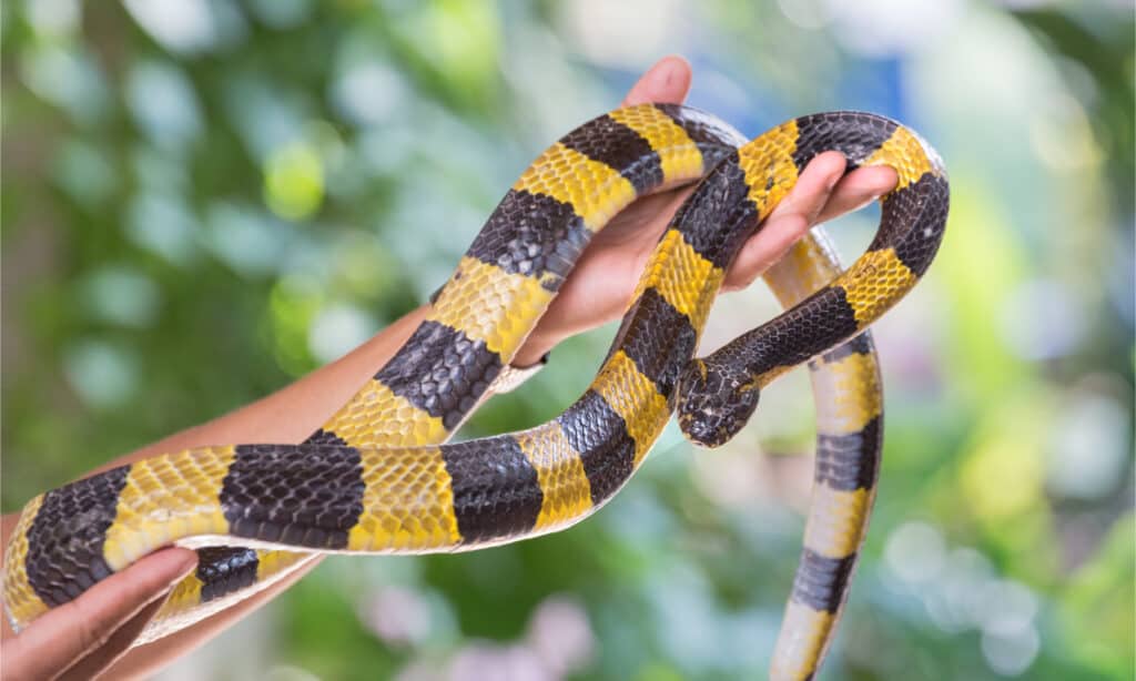 A human handling a banded krait